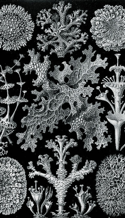 Zeichnung von Flechten-Lichenes von Ernst Haeckel